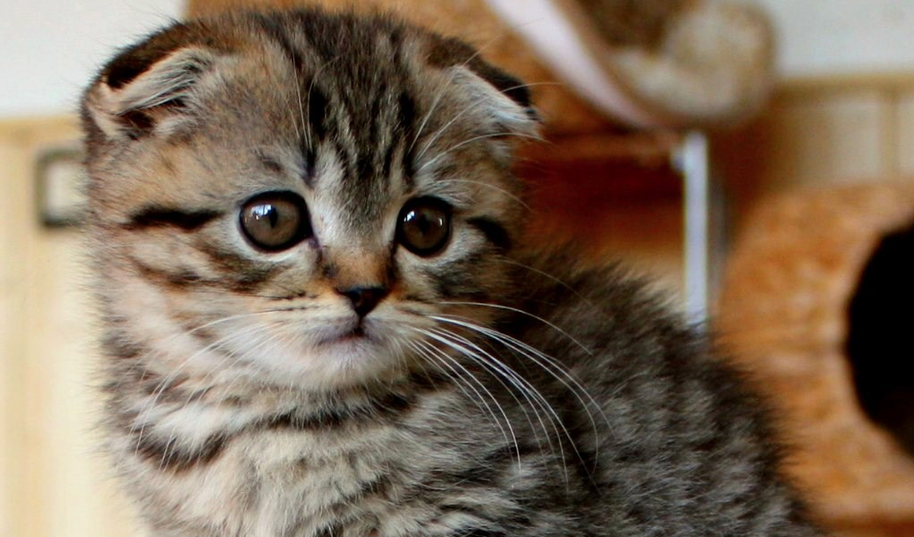 A picture of a (PS) cat (Not related to Nomura or his family)